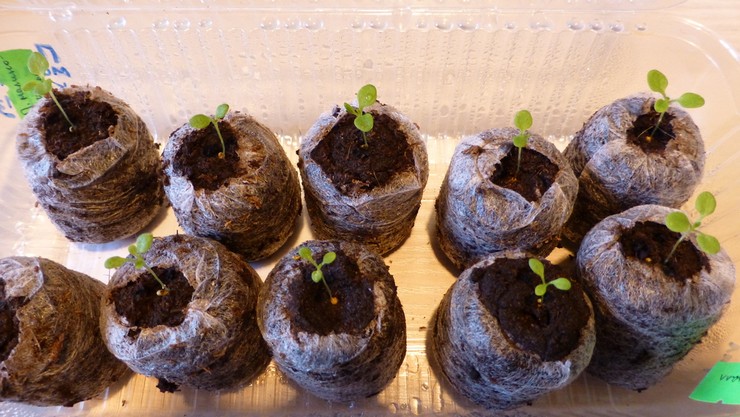 Käyttämällä turvetabletteja