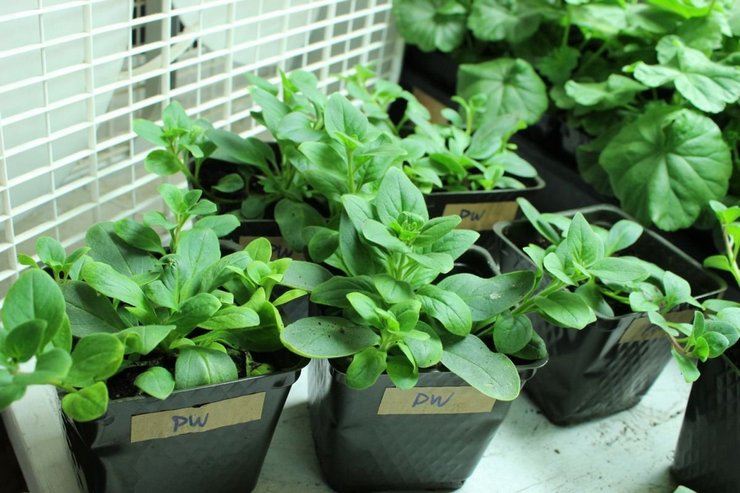 Petunian taimien hoito