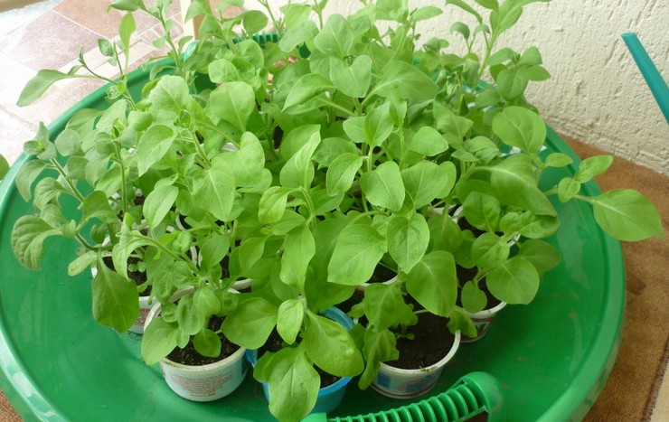 Ensimmäisten 5-7 viikon aikana nuoret senetit tarvitsevat ympärivuorokautista valaistusta.