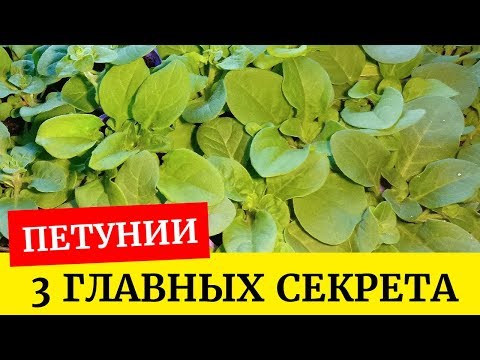 PetUpeat petunian taimet. Kolme pääasiallista ehtoa petunian kasvattamiselle