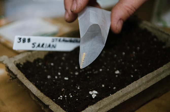 التقسيم الطبقي للبذور والبذر للشتلات