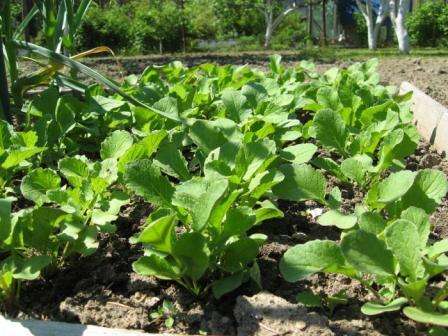 Kuinka kasvattaa retiisiä ulkona Kasvaa retiisi ulkona keväällä. Video ja valokuva