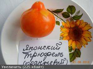 Jos päätät istuttaa japanilaisen tryffelilajikkeen ulkona, aloita maaliskuussa taimien kasvattaminen tästä