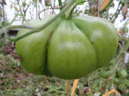 Lajikkeen ominaisuuksien mukaan oksat rikkoutuvat nopeasti, joten niiden oikea -aikainen sitominen on tarpeen. Kalteva tomaatti sisään