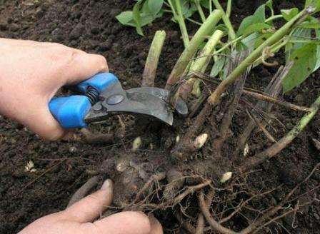 Pionit ovat monivuotisia kukkia, joten riittää, että istutat ne oikein kerran. Pionien lisääntymiseen on monia tapoja, esimerkiksi kolmivuotiaan kasvin pensas voidaan jakaa useisiin osiin ja istuttaa.