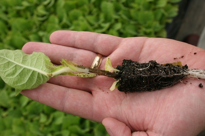 Ako chrániť sadenice pred čiernou nohou