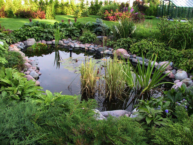 Kasvit, jotka sopivat parhaiten eri vesistöihin