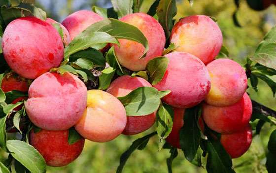 Mitä käyttää puutarhan ruiskuttamiseen keväällä kuinka suihkuttaa puutarhaa keväällä ennen silmujen taukoa