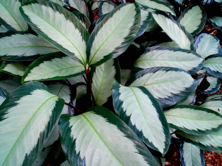 Calathea malet
