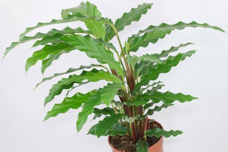 Calathea rødskæg