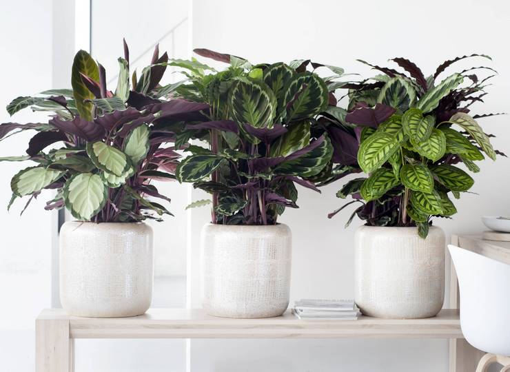 Tegn forbundet med calathea