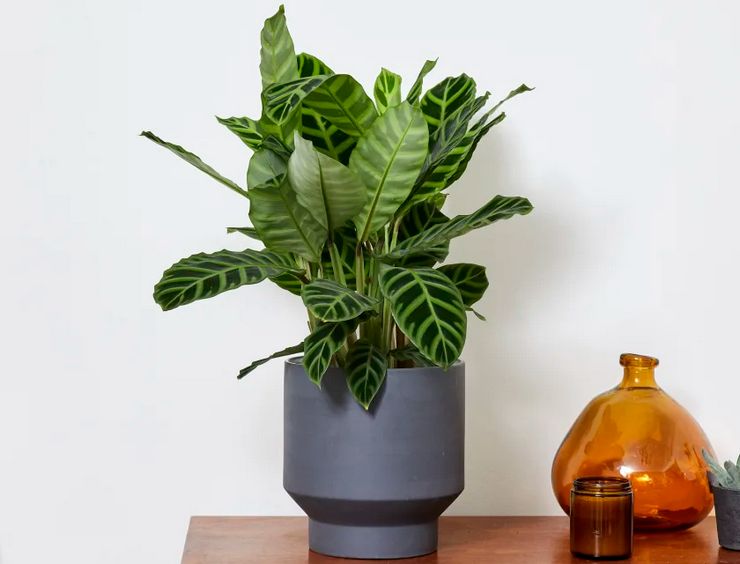 Pas på calathea derhjemme