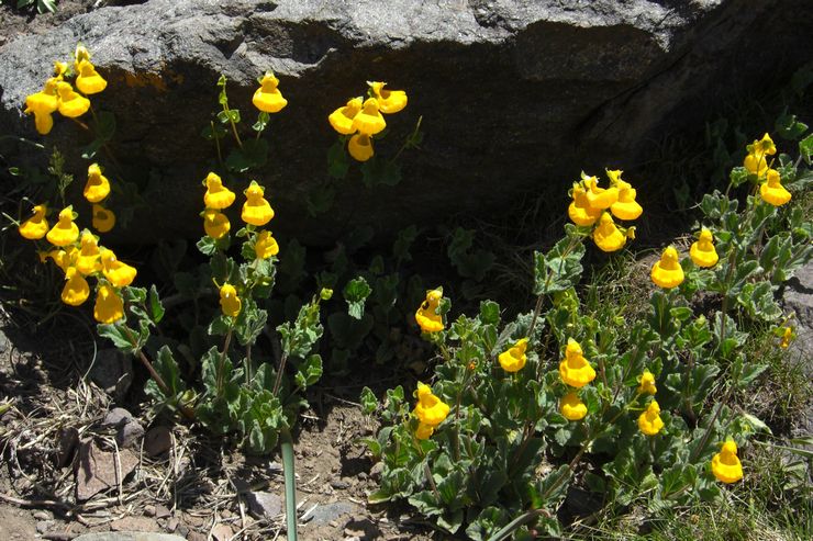 Calceolaria rynket