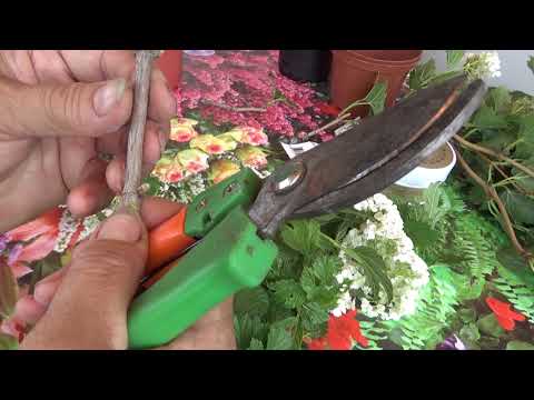 Kalina Bulldonezh. Reproduktion.