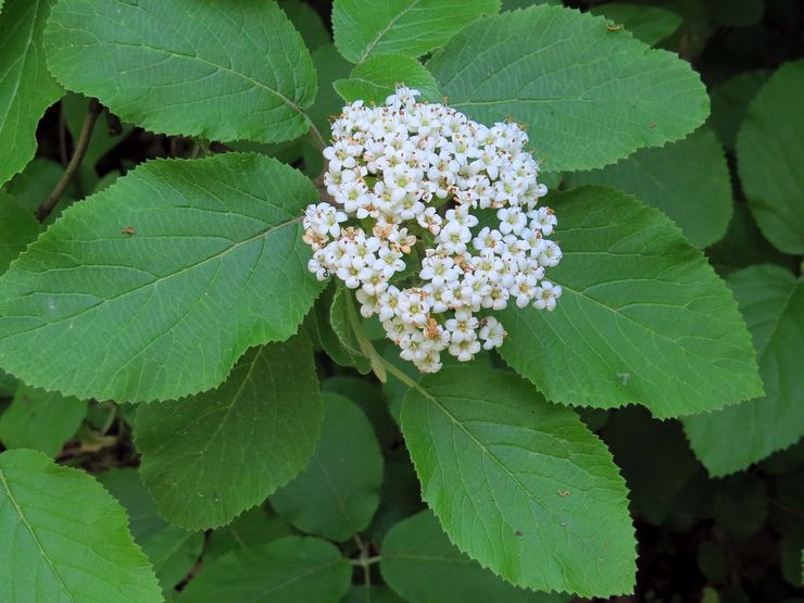 Kalina gordovina eller sort viburnum