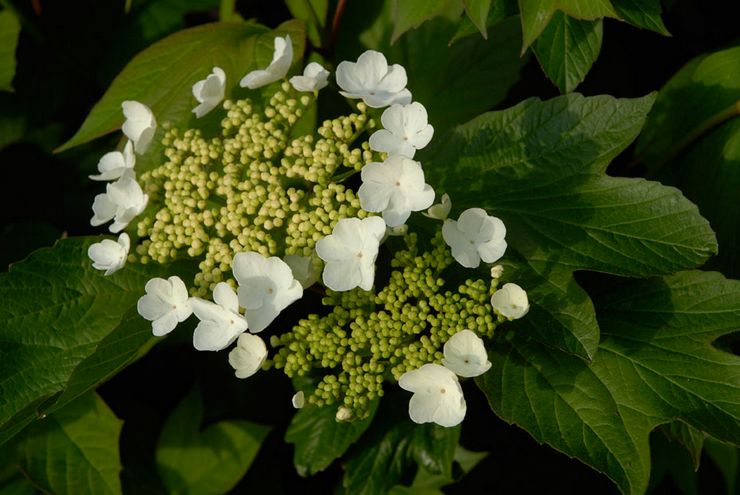 Viburnum med tre blade