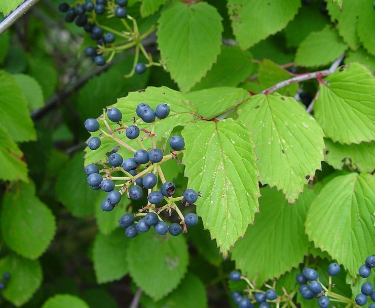 Viburnum tandet