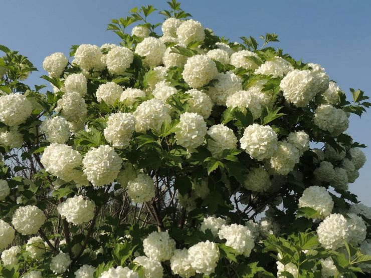 Beskrivelse af viburnum Buldenezh