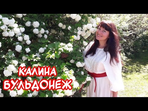 Dekorativ KALINA BULDENEZH - plantning, pleje, beskæring. Og frodig blomstring!