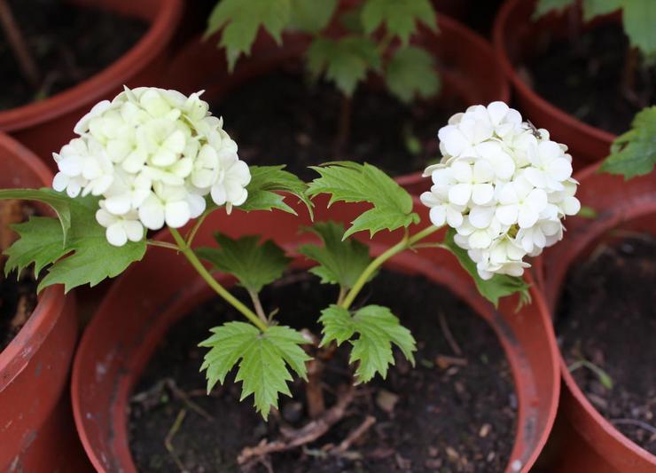 Plantning af viburnum Buldenezh i åbent terræn