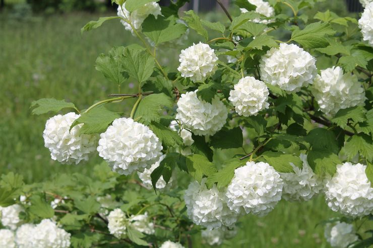 Beskæring af viburnum Buldenezh