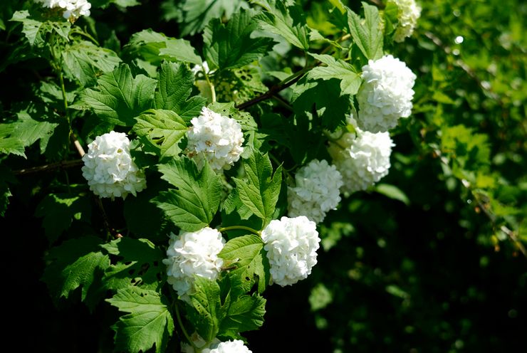 Sygdomme og skadedyr Buldenezh