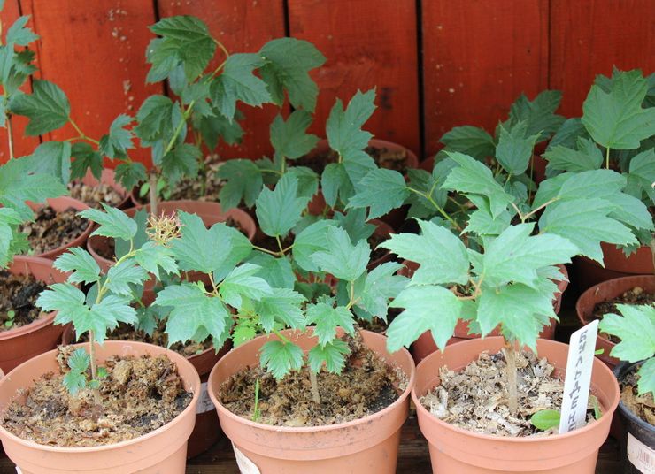 Reproduktion af viburnum Buldenezh