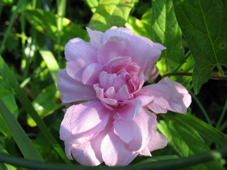 Beskrivelse af terry calistegia