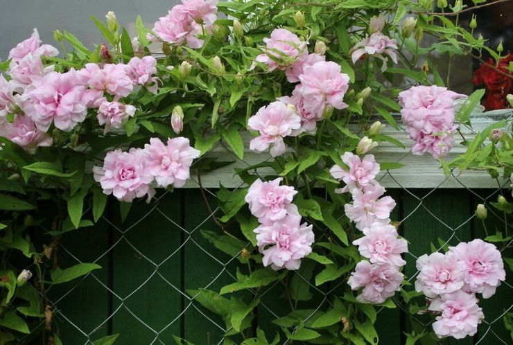 Terry calistegia plante