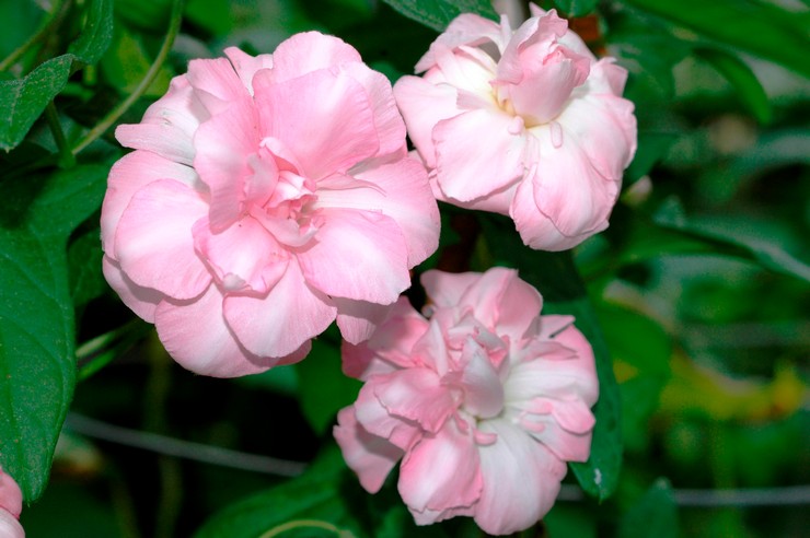 Pörröinen kalistegia