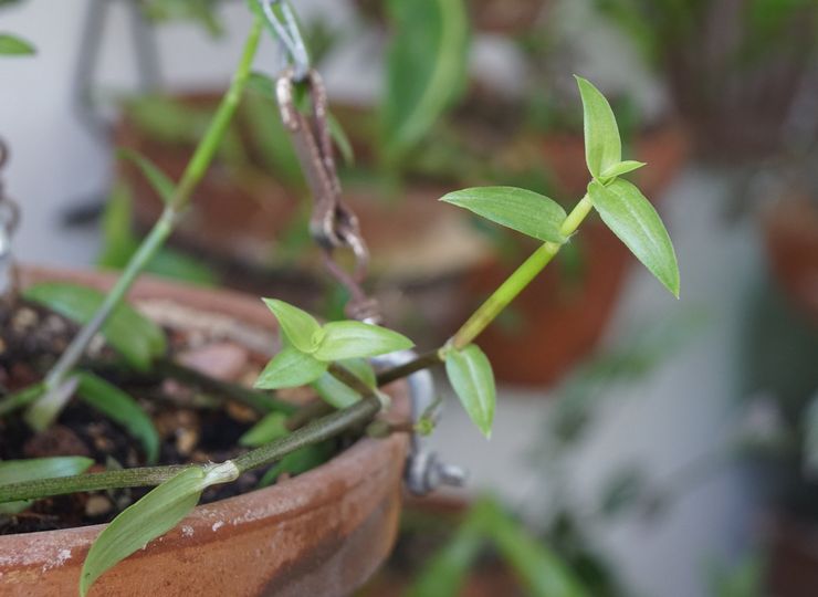 أمراض وآفات الكاليسيوم