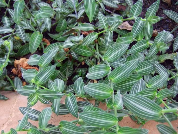 كاليسيا أنيقة أو رشيقة