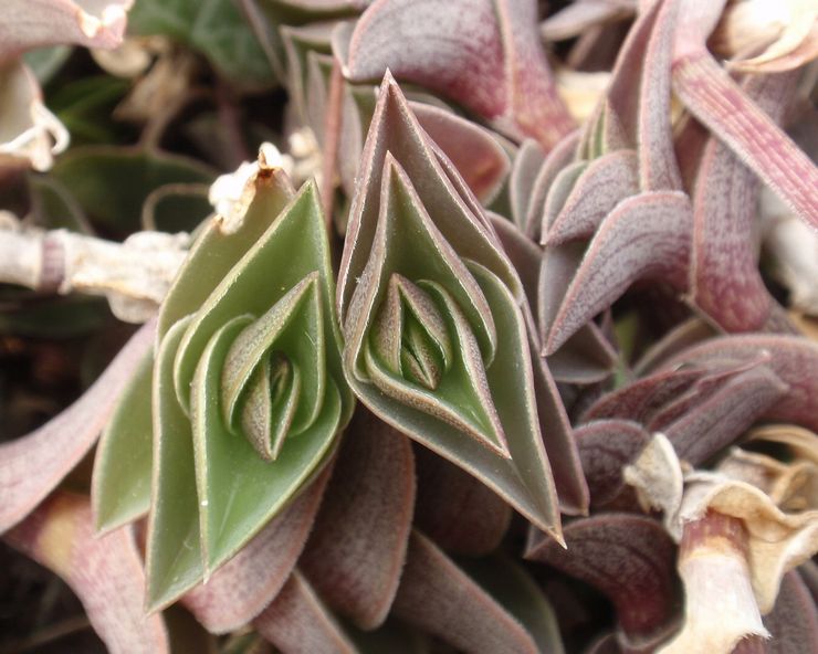 كاليسيا سكافويد