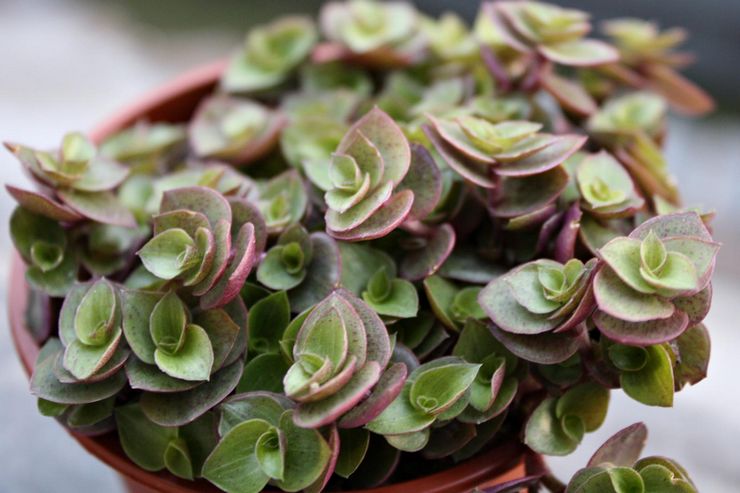 كاليسيا الزاحف