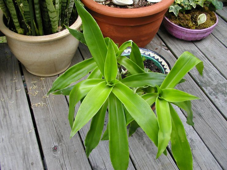 عبق كاليسيا ، أو التايلاندية