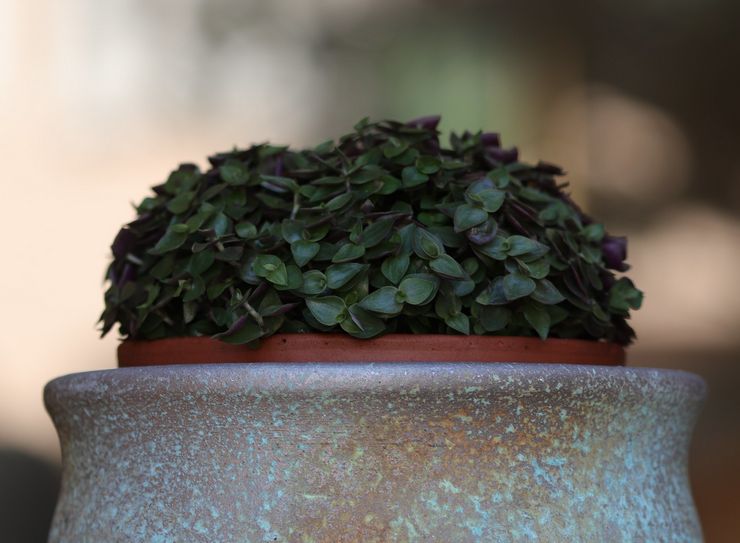 وصف الكاليسيا