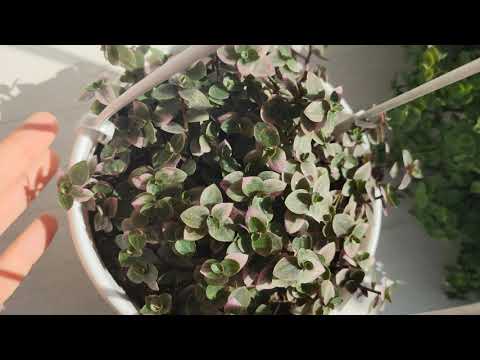 كاليسيا الزاحف ، السيدة الوردية ، النمر الوردي. Tradescantia. الرعاية المناسبة ، والزرع ، والإنجاب