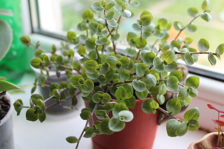 رعاية كاليسيا في المنزل