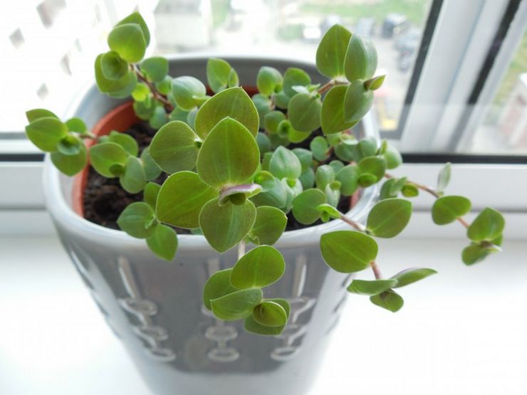 سقي كاليسيا