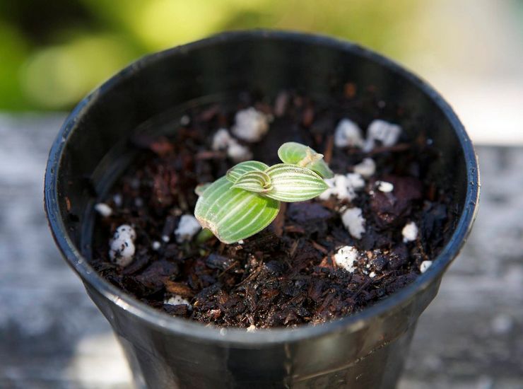 زراعة الكاليسيا