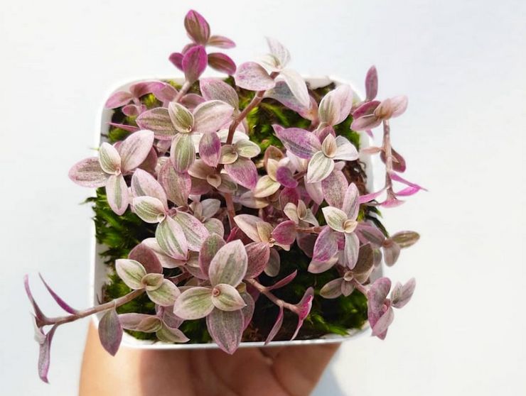 زرع الكاليسيا