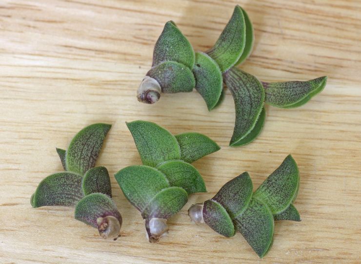 استنساخ الكاليسيا