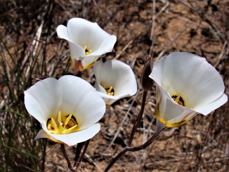 Kalohortus - plantning og pleje i det åbne felt. Dyrkning af Kalohortus fra frø, formeringsmetoder. Beskrivelse, typer. Foto