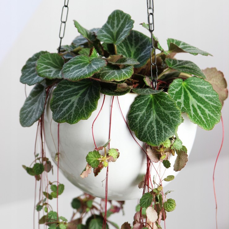 Φροντίδα για saxifrage στο σπίτι