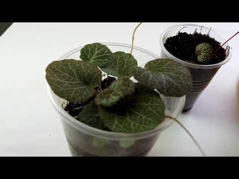 Ickάθινο σαξιφράζ. Εργοστάσιο χαμηλής συντήρησης στο σπίτι μας. Ομορφιά και τρυφερότητα