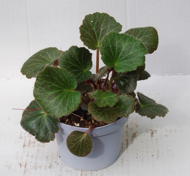 Ickάθινο σαξιφράζ