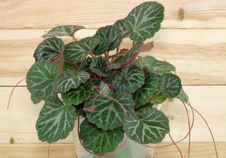 Εσωτερικό σαξιφράζ