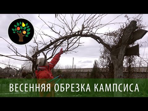 Kampsiksen kevätleikkaus