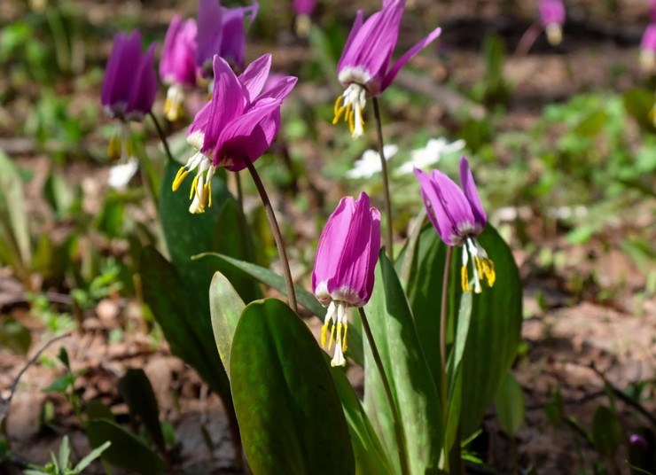 Plantning af erythronium i åbent terræn