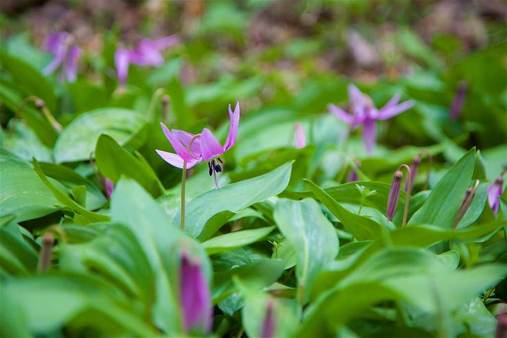 Nyttige egenskaber ved Kandyk